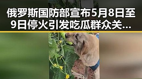 俄罗斯国防部宣布5月8日至9日停火引发吃瓜群众关注网络文化现象
